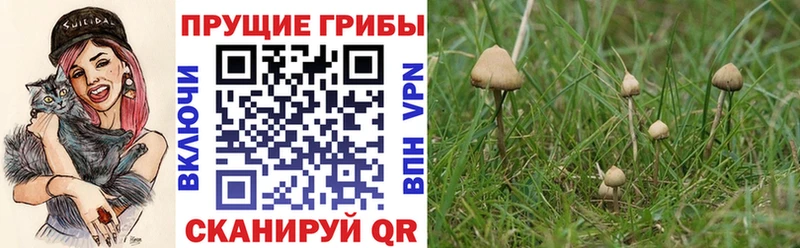где найти Яровое darknet клад Галлюциногенные грибы Psilocybine cubensis